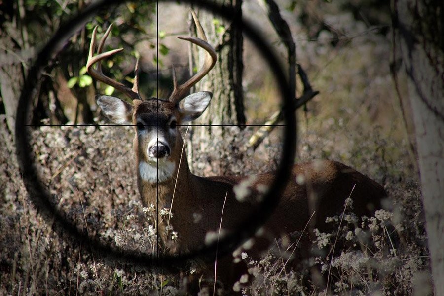 ​​Why You Should Get a Scope?