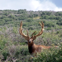 Last Call and Discounted Private Land Hunts 