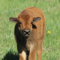 Bison Canyon Ranch