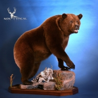 Non Typical Taxidermy