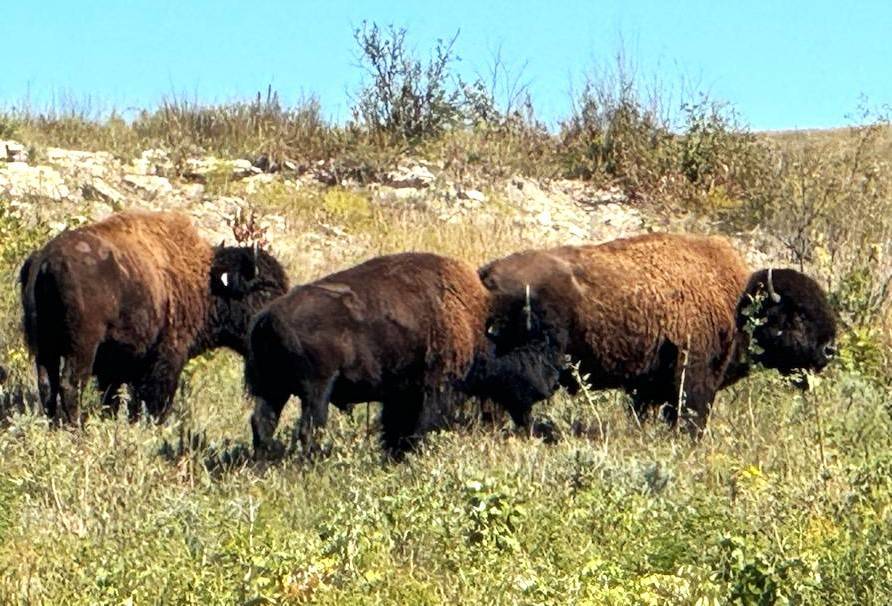 2023 Kansas bison 4 year old bulls