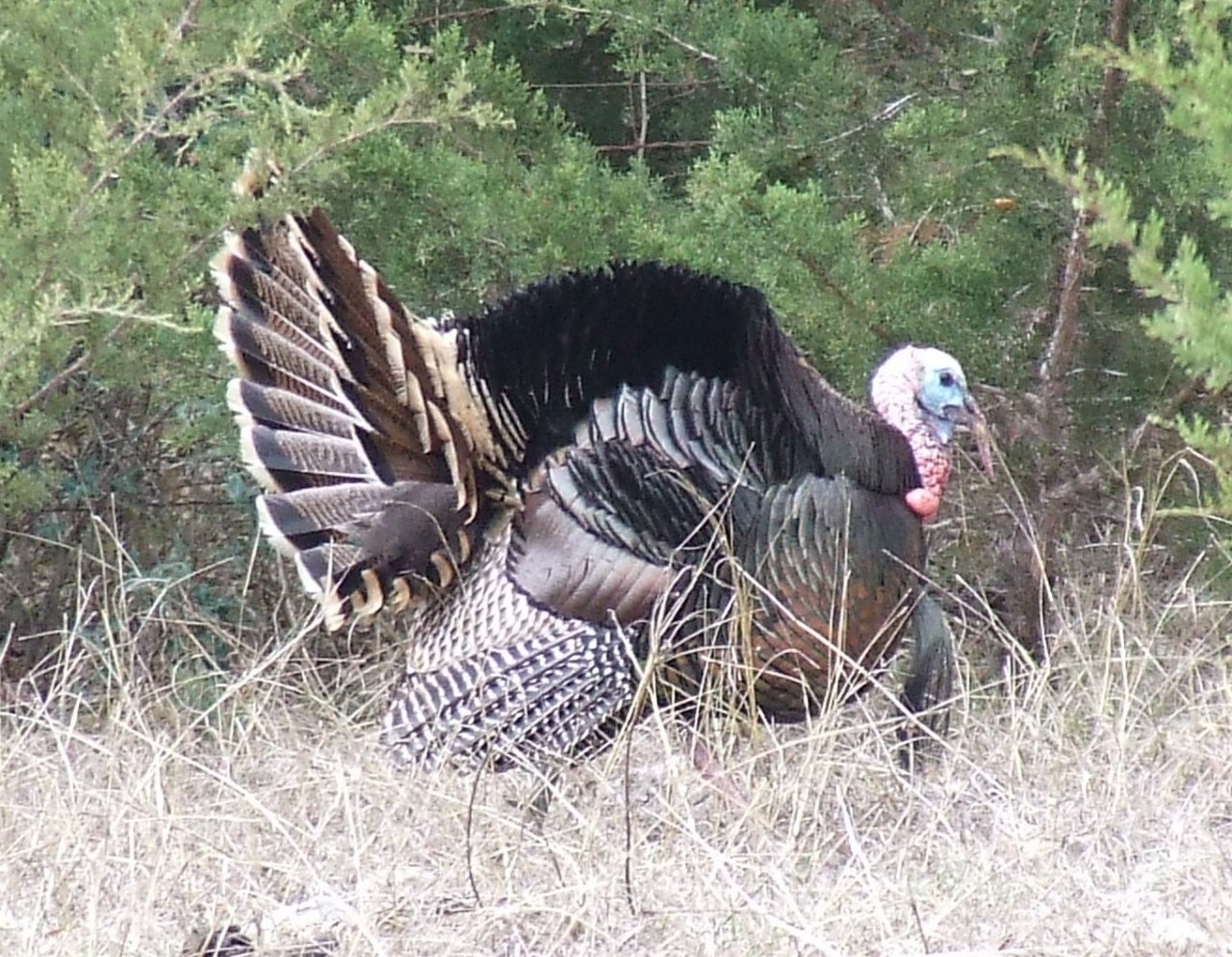 Texas 2022 Spring Rio Grande North Zone Turkey Hunting Season 2nd